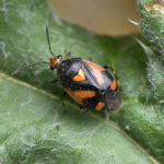 Deraeocoris trifasciatus