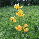 Lilium monadelphum