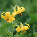 Lilium monadelphum