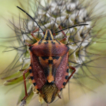 Carpocoris pudicus