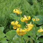 Lilium monadelphum