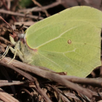 Gonepteryx rhamni