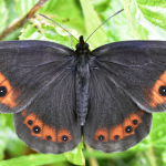 Erebia aethiops