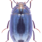 Platydema violaceum