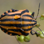 Graphosoma lineatum