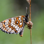 Melitaea caucasogenita