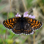 Melitaea caucasogenita