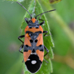 Lygaeus equestris