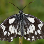 Melanargia galathea