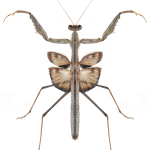 Bolivaria brachyptera