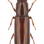 Corticeus unicolor