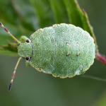 Palomena prasina