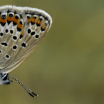 Plebejus argus