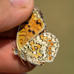 Melitaea phoebe