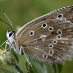 Polyommatus daphnis