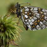 Melitaea athalia