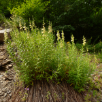 Digitalis ciliata