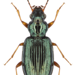 Bembidion fraxator