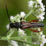 Stenopterus rufus