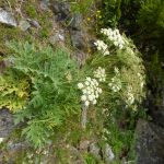 Heracleum scabrum