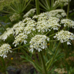 Heracleum scabrum