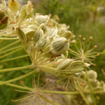 Heracleum scabrum