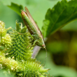 Conocephalus fuscus