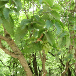 Carpinus orientalis