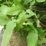 Euonymus latifolius