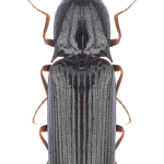 Hypoganus stepanovi