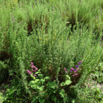 Artemisia chamaemelifolia