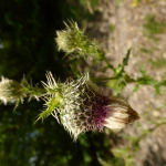 Cirsium echinus