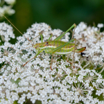 Leptophyes albovittata