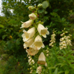 Digitalis ciliata