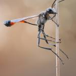 Ammophila sabulosa