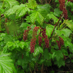 Ribes biebersteinii