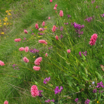 Polygonum carneum