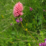 Polygonum carneum