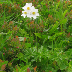 Anemone fasciculata