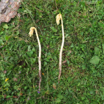 Monotropa hypopitys