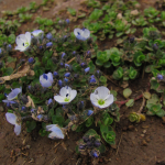 Veronica telephiifolia