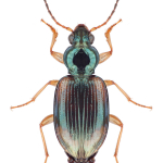 Bembidion subcostatum