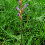 Orobanche ramosa