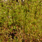 Geranium purpureum