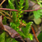 Selaginella helvetica