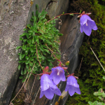 Campanula bellidifolia