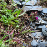 Pedicularis crassirostris