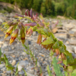 Cerinthe glabra