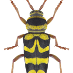 Plagionotus bobelayei