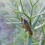 Lixus furcatus